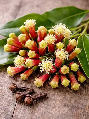 Clove Flower — Natural Antimicrobial