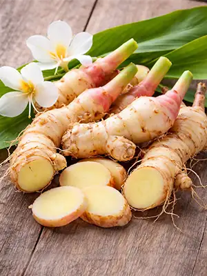 Ginger Lily Root — The Key Active